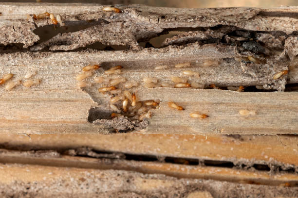 Best Termite Control Services  in Chardon, OH
